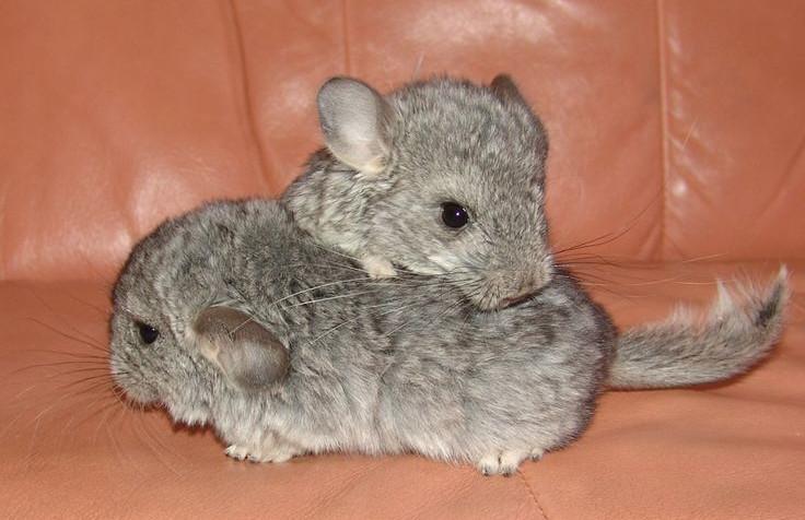 éduquer son chinchilla