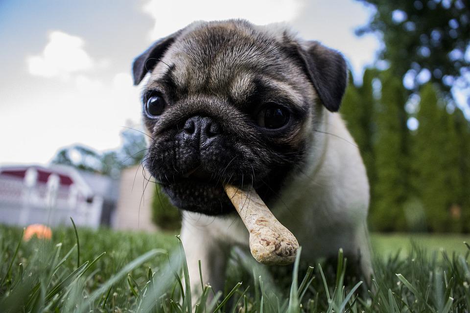 Chien qui mange trop