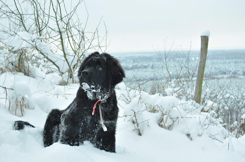 chien de grande taille