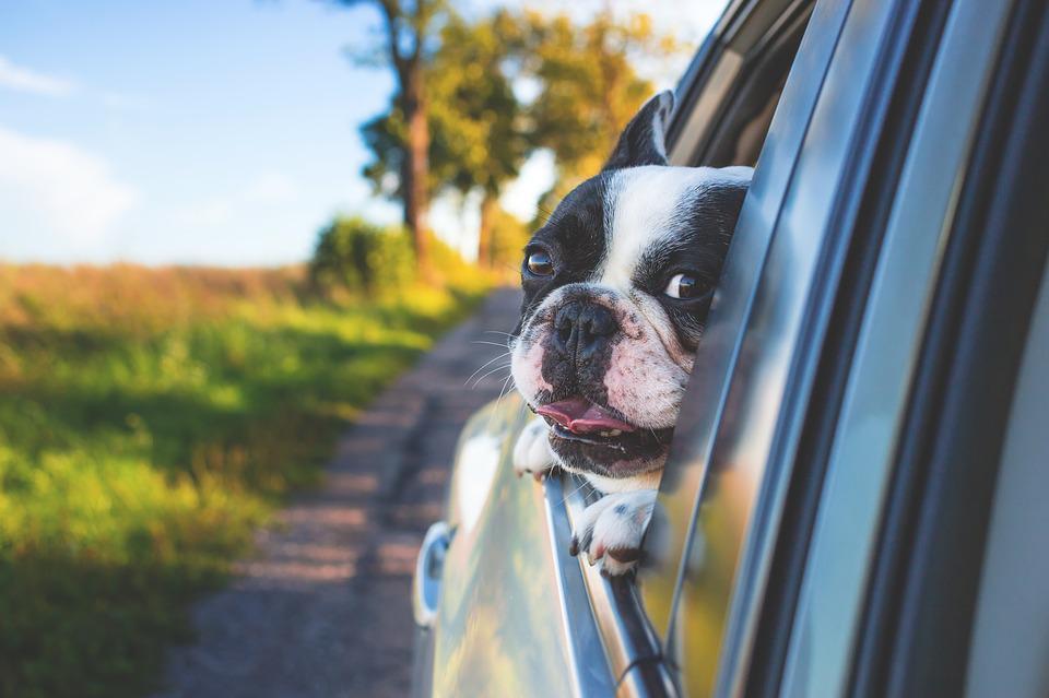 transporter son chien en voiture