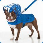 accessoires chien