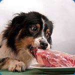 alimentation chien