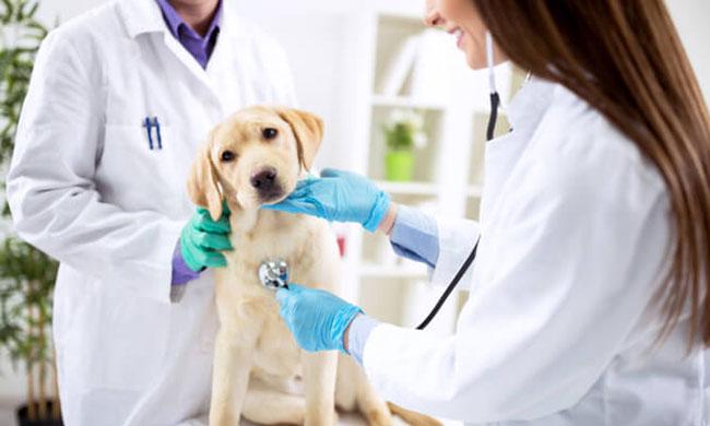 assurances santé pour chien