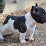 bouledogue