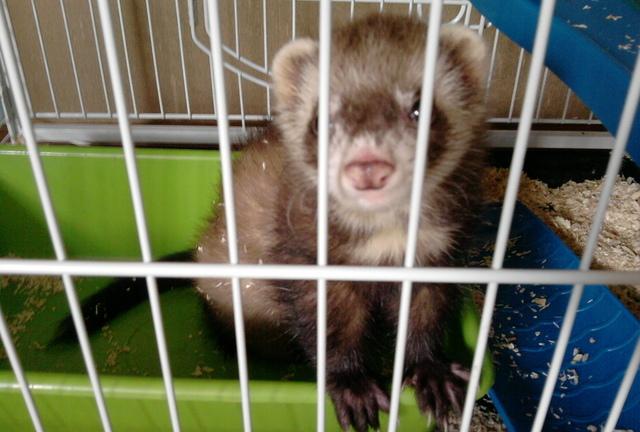 cage pour furet