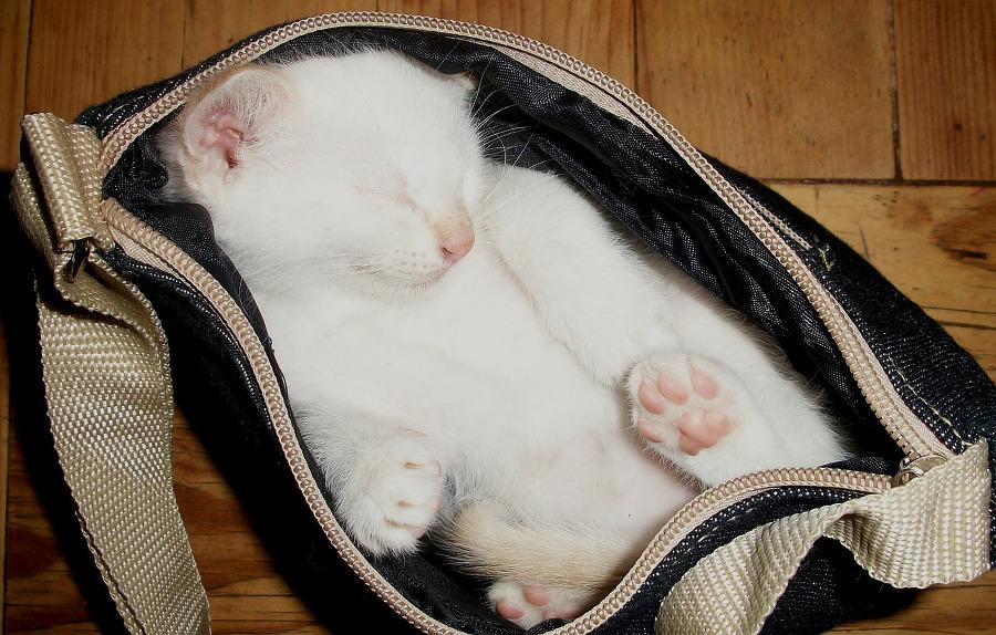 chat qui dort dans un sac