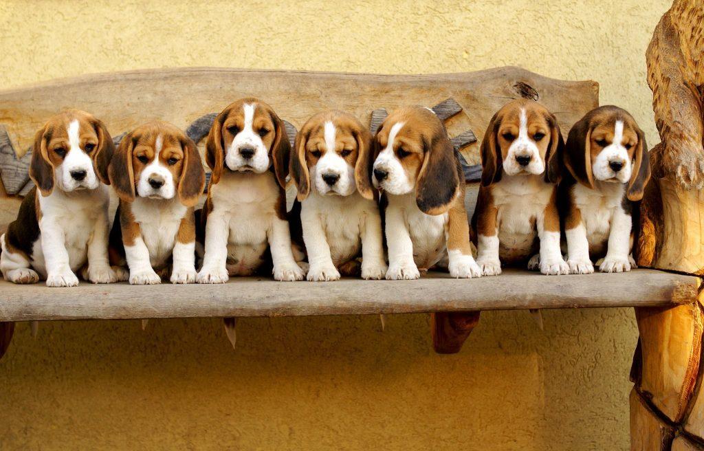 chiots beagle