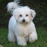 coton de tulear