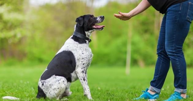 comment dresser son chien