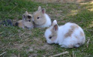 famille de lapins nains