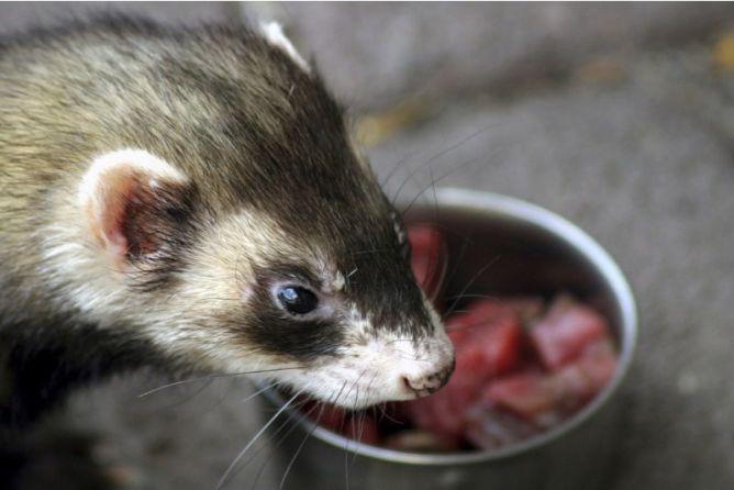 friandises pour furet