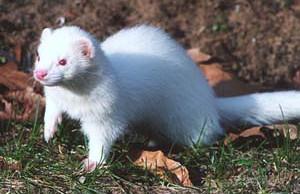 furet blanc yeux rouges