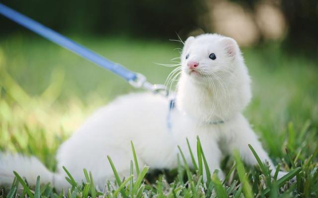 furet blanc