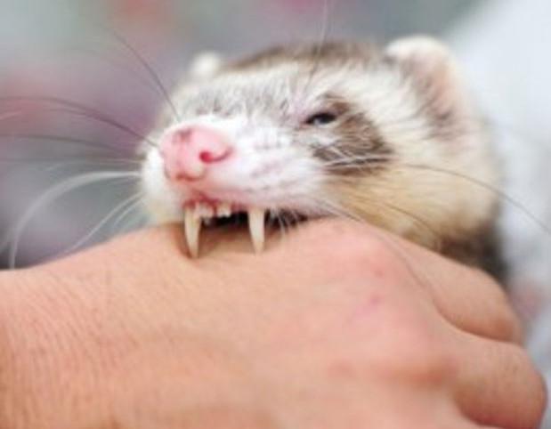 furet qui mord