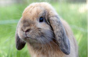 lapin aux oreilles tombantes