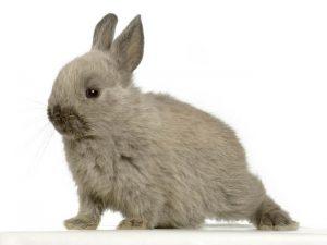 lapin aux petites oreilles droites