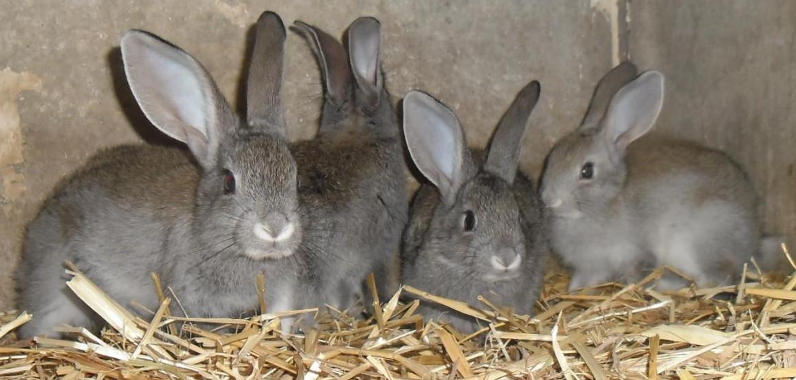 lapin gris de touraine