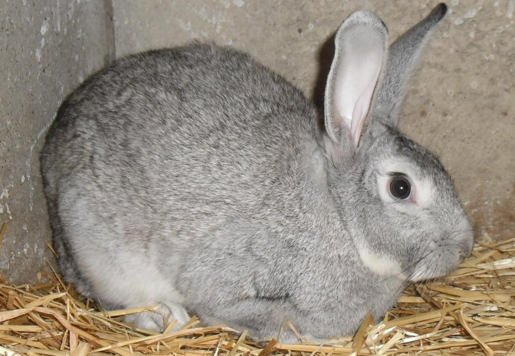 lapin gris