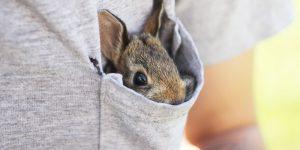 lapin nain dans la poche