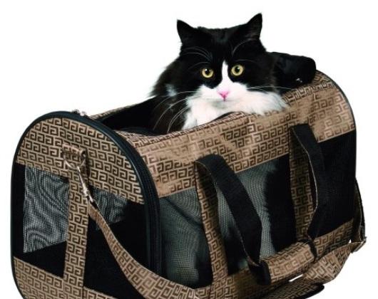 abituer votre chat à son sac de transport