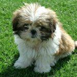 shih tzu