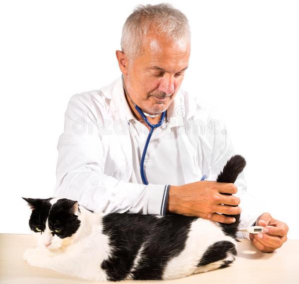 vétérinaire prend la température du chat