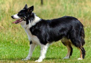 border collie