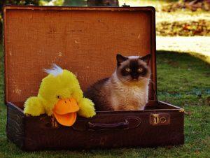 comment voyager avec son chat