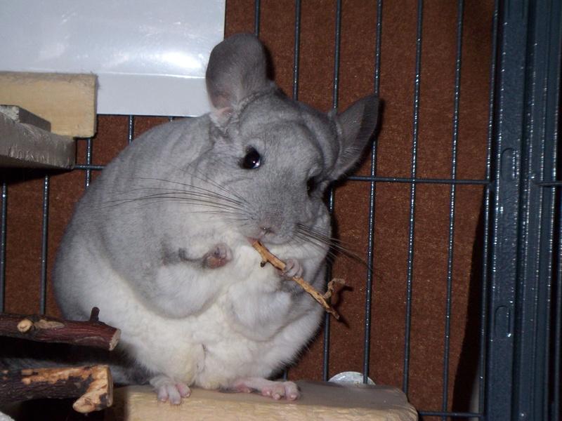 chinchillas