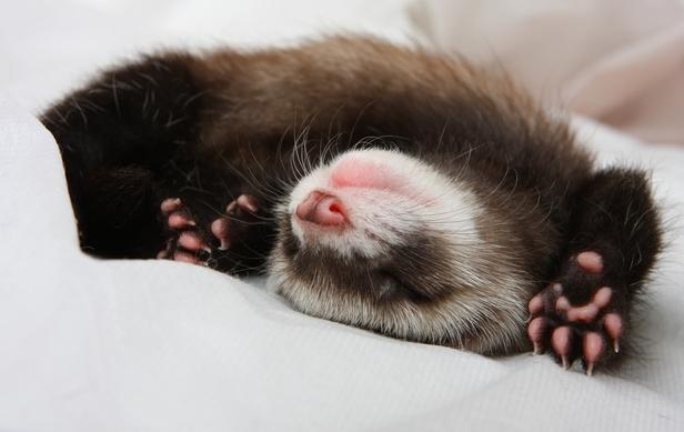 furet qui dort