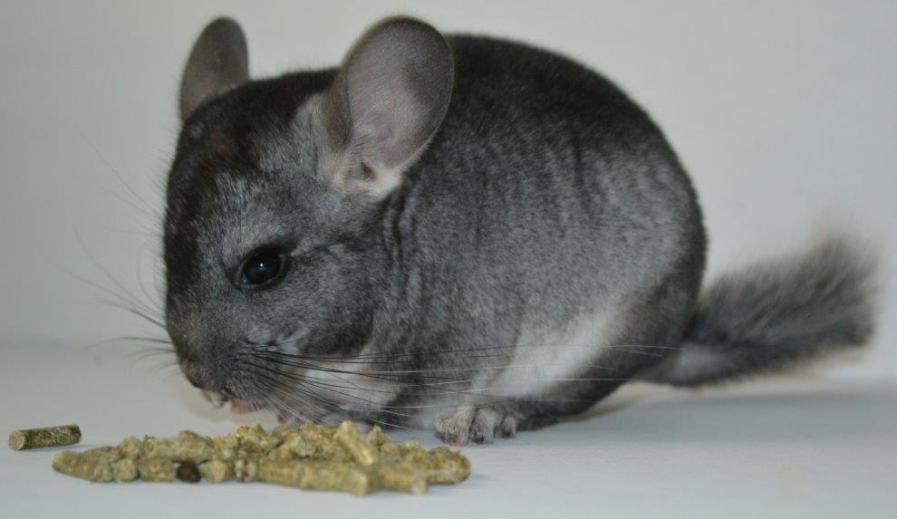 granulés pour chinchilla