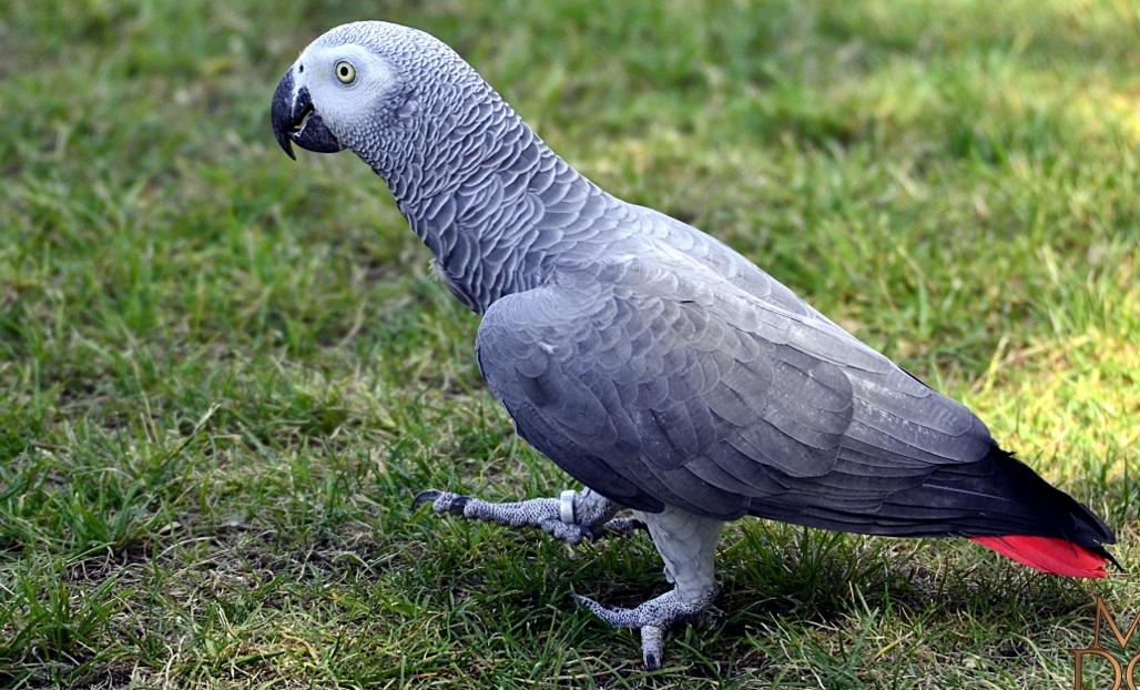 gris du Gabon qui marche