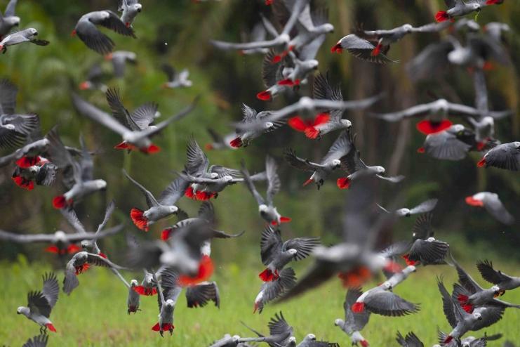 gris du Gabon qui volent par dizaines