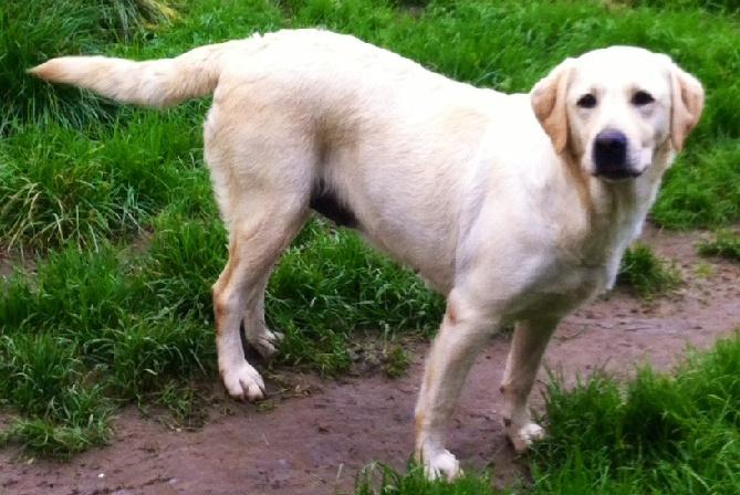 labrador en promenade