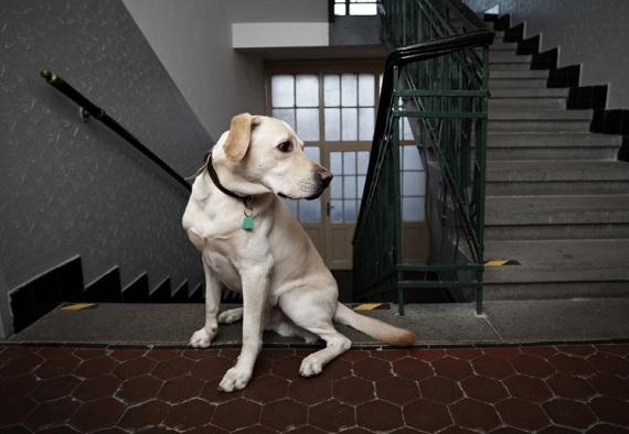 le labrador peut-il vivre dans appartement