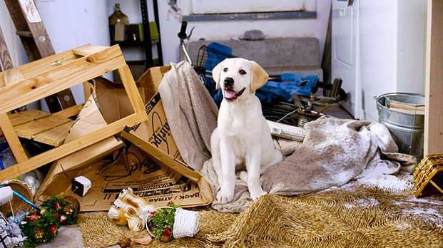 le labrador peut-il vivre dans un appartement