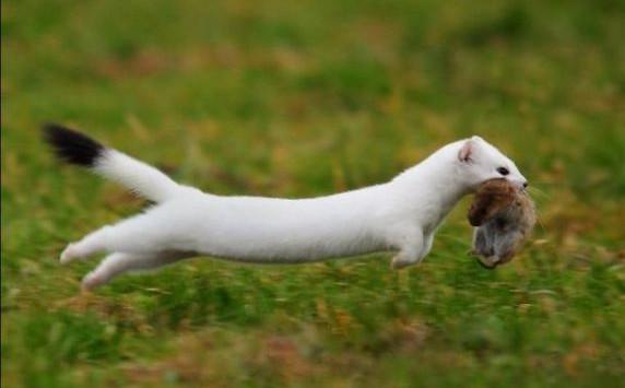 prix d'un furet domestique