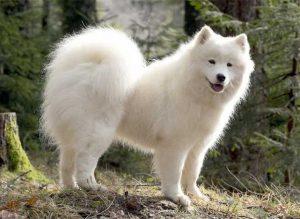 samoyede