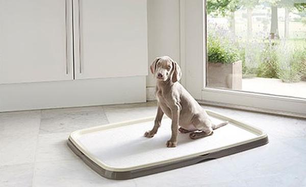 tapis de propreté pour chien