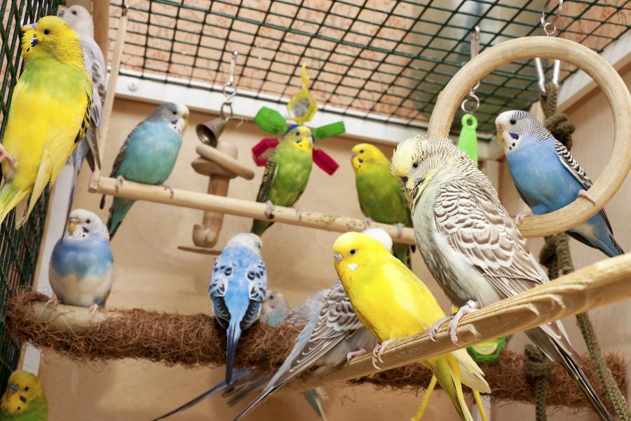 Les oiseaux : conseils et informations pour les adopter.