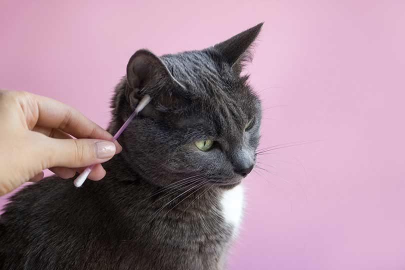 comment nettoyer oreille chat