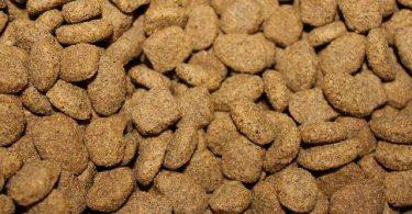 guide croquettes bio chien